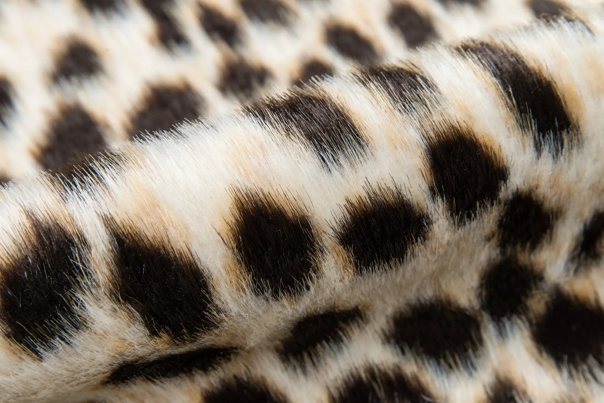 Acadia ACA-2 (Cheetah) Multicolor Area Rug by Erin Gates by Momeni